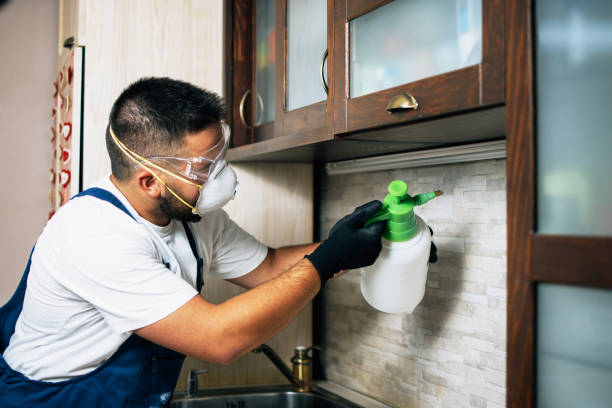 Best Wasp Removal Services  in Sparta, MO
