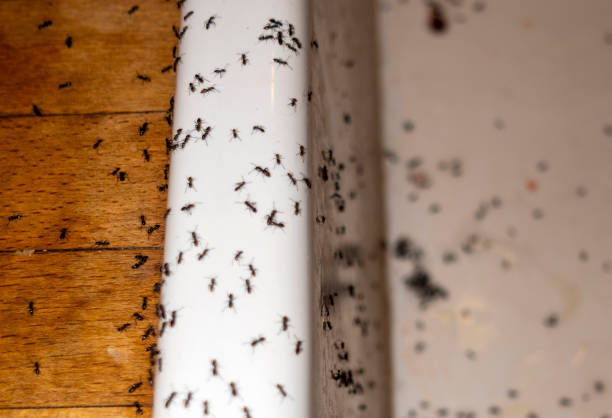 Best Spider Control Near Me  in Sparta, MO